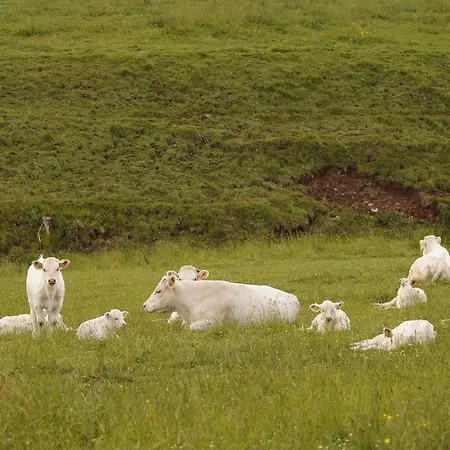 Zum Hirschen Gæstehus