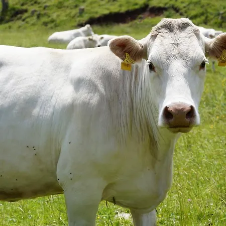 Zum Hirschen Gæstehus Furtwangen